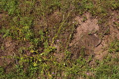 Calandrinia compressa