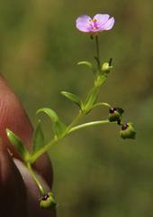 Calandrinia compressa