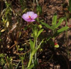 Calandrinia compressa