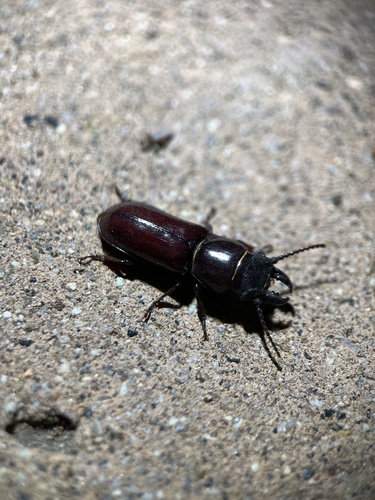 Neandra marginicollis