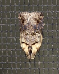 Cryptoptila immersana