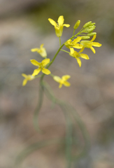 Sisymbrium linifolium
