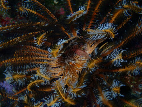 Plectranthias longimanus observed 2023-08-09
