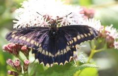 Battus polydamas psittacus