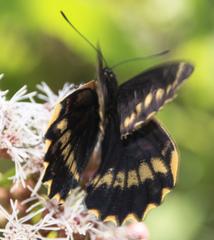 Battus polydamas psittacus