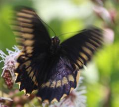 Battus polydamas psittacus