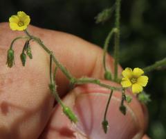 Oxalis laxa