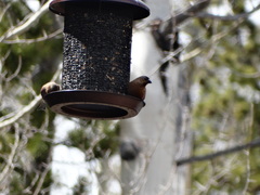 Leucosticte australis