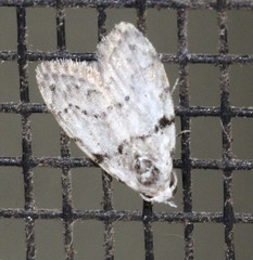 Nola pygmaeodes