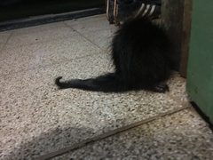 Coendou mexicanus