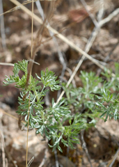 Artemisia spinescens