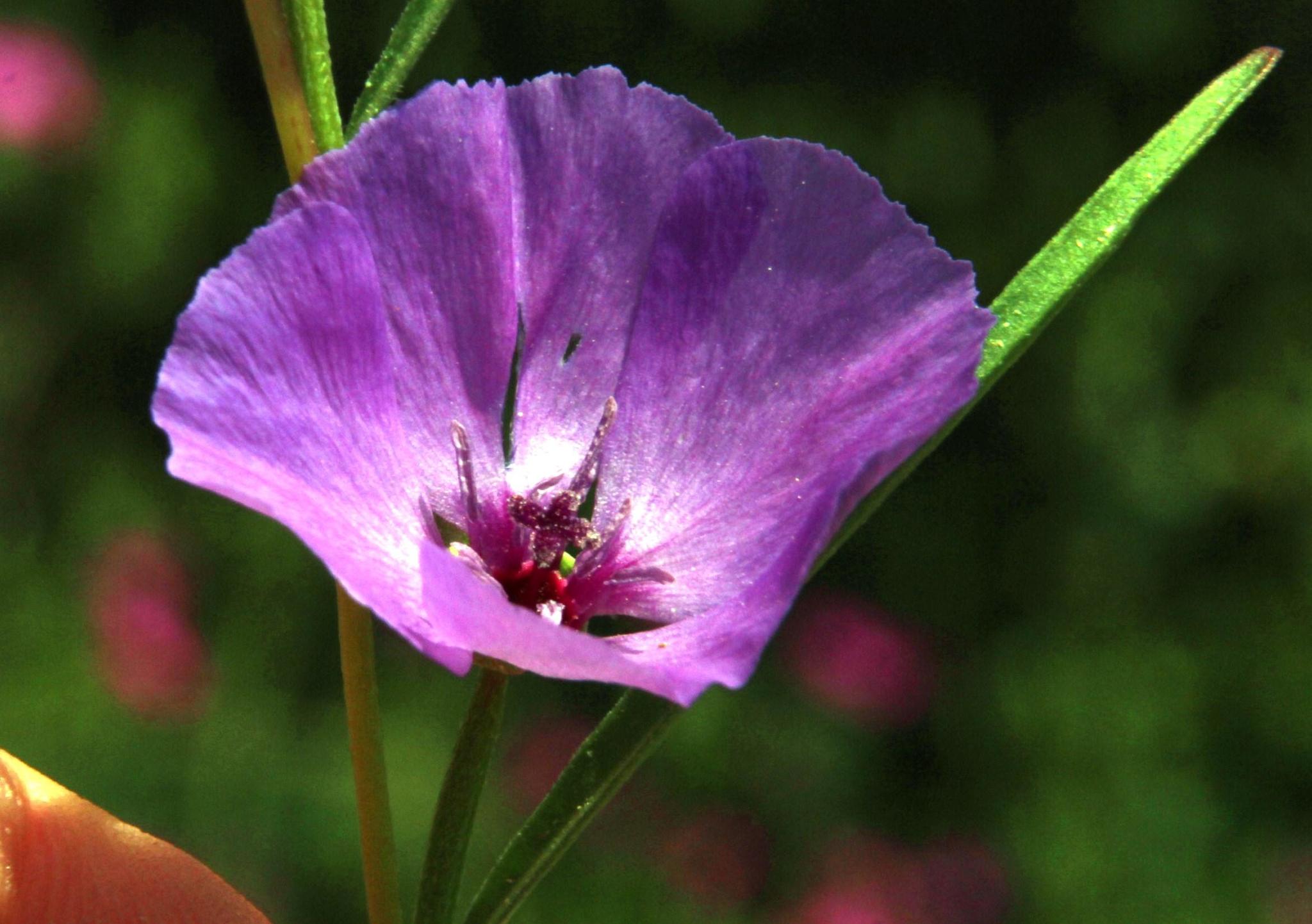 Clarkia tenella