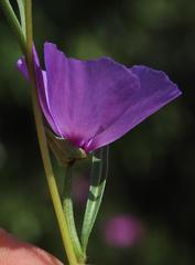 Clarkia tenella