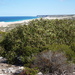 Coastal White Mallee Gum - Photo (c) Dean Nicolle, some rights reserved (CC BY-NC), uploaded by Dean Nicolle