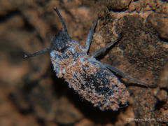 Eurychora