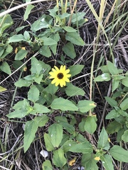 Helianthus debilis image