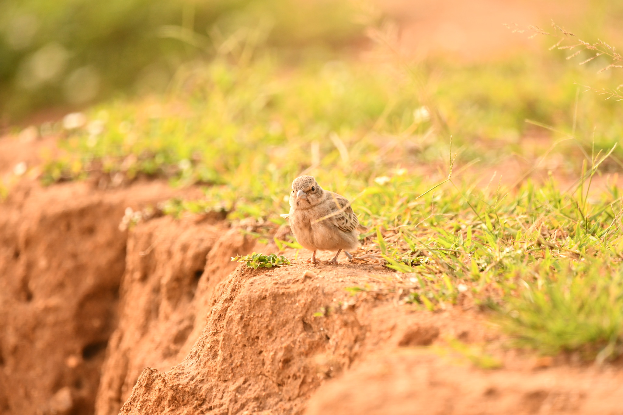 Ashy-crowned Sparrow-Lark illustration