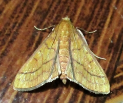 Polygrammodes hercules