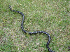 Lampropeltis getula