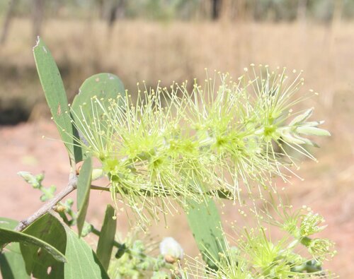 Melaleuca linearis - Wikipedia