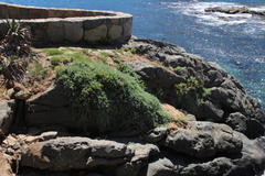 Nolana crassulifolia