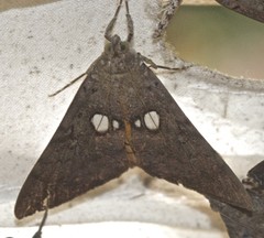 Oxyodes tricolor