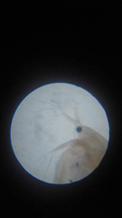 Daphniidae
