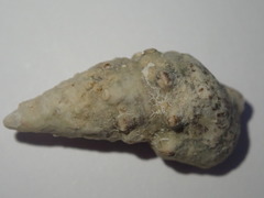 Cerithium litteratum