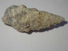 Cerithium litteratum