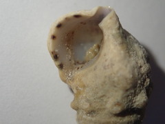 Cerithium litteratum