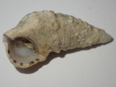 Cerithium litteratum