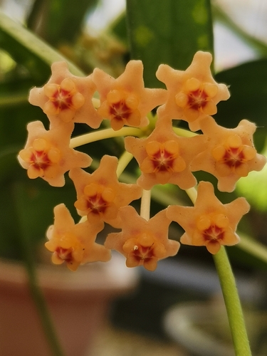Hoya pandurata Tsiang 3