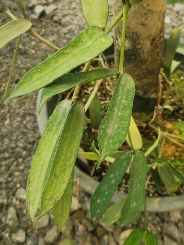 Hoya pandurata Tsiang 4