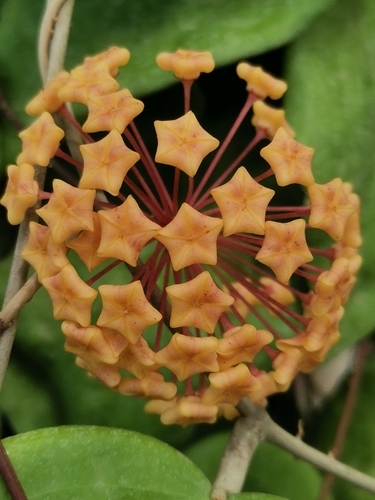 Hoya pentaphlebia Merr.