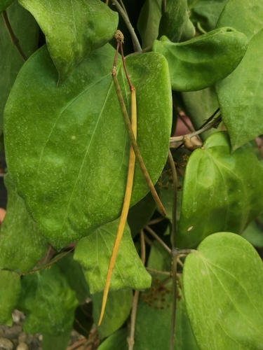 Hoya pentaphlebia Merr. 2