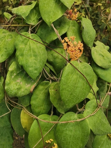 Hoya pentaphlebia Merr. 3