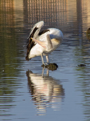 Pelecanus conspicillatus