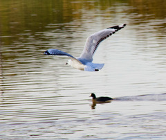 Chroicocephalus novaehollandiae
