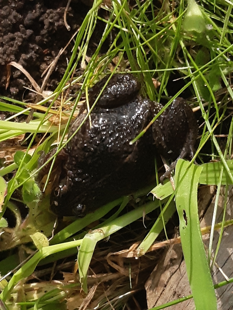 spotted-grass-frog-from-carrum-downs-vic-3201-australia-on-august-13