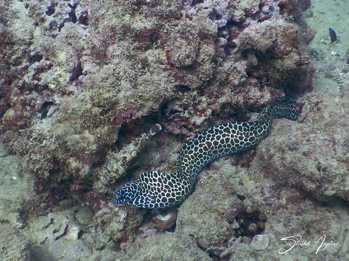 Scorpaenopsis ramaraoi observed 2022-02-13