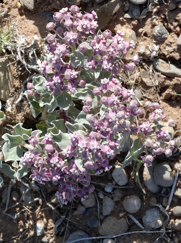 wheel milkweed (Asclepias uncialis)
