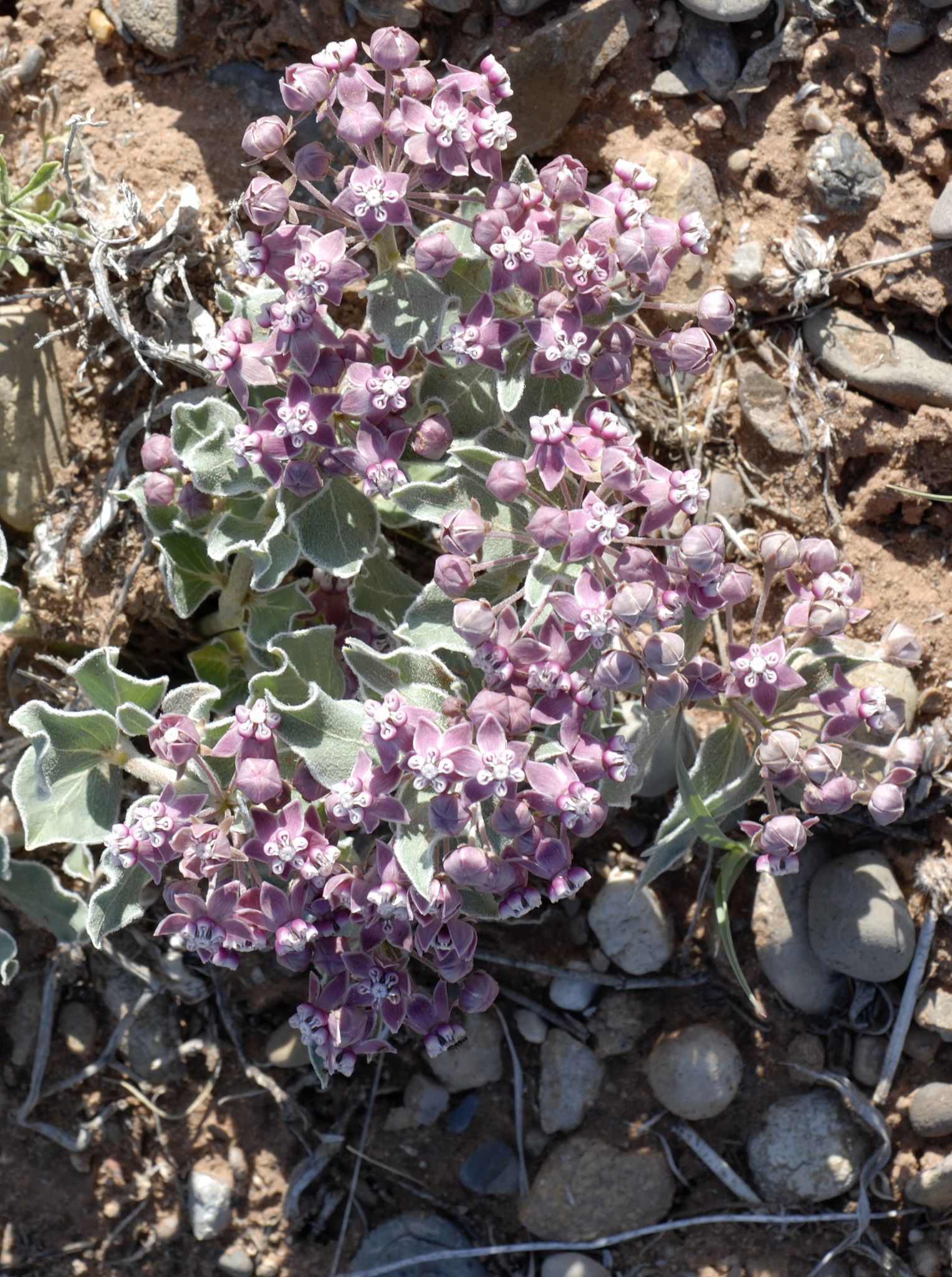 Asclepias ruthiae