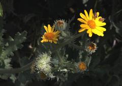 Senecio adenotrichius