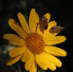 Senecio adenotrichius