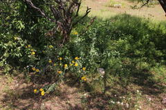 Senecio adenotrichius