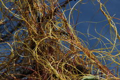 Cuscuta chilensis