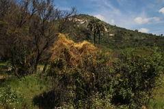 Cuscuta chilensis