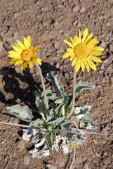 Enceliopsis nudicaulis