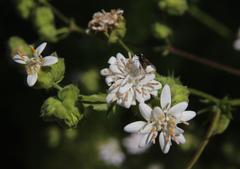 Moscharia pinnatifida