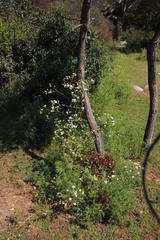 Moscharia pinnatifida